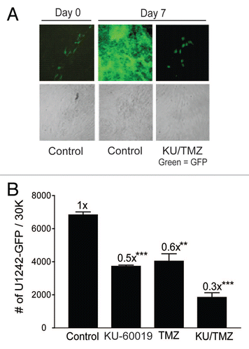 Figure 6 Combining KU-60019 and TMZ reduces glioma cell growth in the absence of radiation. U1242/luc-GFP glioma cells were seeded onto a monolayer of normal human astrocytes. Cells were exposed to TMZ (100 µM) and/or KU-60019 (3 µM). Growth was determined by (A) fluorescence microscopy and (B) GFP flow cytometry 7 d later. Data points, number of U1242/luc-GFP cells/30K cells counted. Error bars; SEM; n = 4.