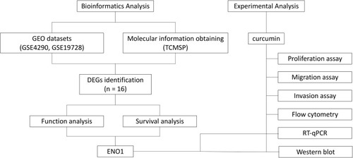 Figure 1 The workflow of bioinformatics analysis and experimental validation.