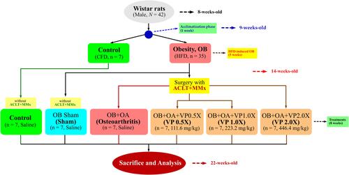 Figure 1 The flowchart of surgical-induced osteoarthritis in an obesity rat model.Abbreviations: CFD, chow-fed diet; HFD, high-fat diet; VP, Vitellaria paradoxa.