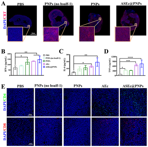 Figure 8 In vivo CRT and anti-tumor immunity. (A) Immunofluorescence images of tumor sections after CRT staining (pink) assay. Scale bar: 2 mm. (B) IFN- γ, (D)TNF- α, and (C) IL-6 levels in the serum of mice treated as indicated 14 days after injection. (E) Immunofluorescence staining of CD4+ T cells (green) and CD8+ T cells (red) in the tumor tissues. Scale bar: 100 μm (*p <0.05, **p <0.01, ***p <0.001, ****p < 0.0001).