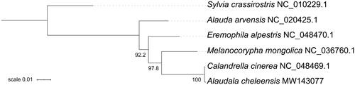 Figure 1. The maximum likelihood tree of Alaudidae based on the amino acid sequences of 13 PCGs, with Sylvia crassirostris as the outgroup. Support values are denoted next to nodes after 1000 bootstrap replicates.
