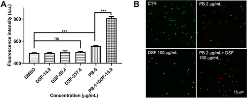 Figure 2 Effect of DSF on membrane integrity. (A) The integrity of the K. pneumoniae ATCC13883 membrane was not affected by treatment with DSF alone (0–237.6 μg/mL). DSF enhanced the disruption of the membrane integrity induced by PB. The membrane was probed with 10 nmol/L PI. ***P < 0.001. The means are shown, and the error bars represent the SEMs. The experiments were performed in triplicate. (B) Confocal images of K. pneumoniae ATCC13883 after treatment with PB (2 μg/mL) and/or DSF (100 μg/mL). The viable bacterial cells were stained green by SYTO9, and the dead cells were stained red by PI.