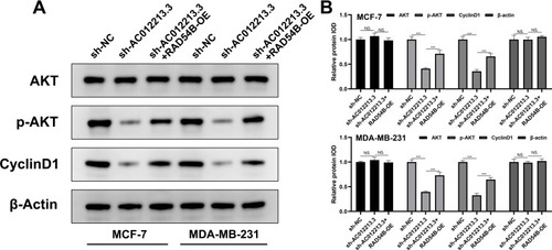 Figure 7 Western blot detecting the marker of PI3K/AKT pathway in different groups.