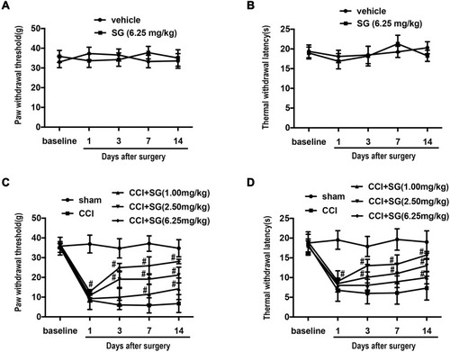 Figure 1 The effect of SG on PWT and TWL of CCI Rats. Compared with sham group, PWT and TWL did not change significantly after surgery ((A and B), n = 8, P > 0.05). PWT (C) and TWL (D) in CCI group were significantly lower. PWT and TWL significantly increased in CCI + SG group (1.00, 2.50 and 6.25 mg/kg). #p<0.05 vs CCI group.