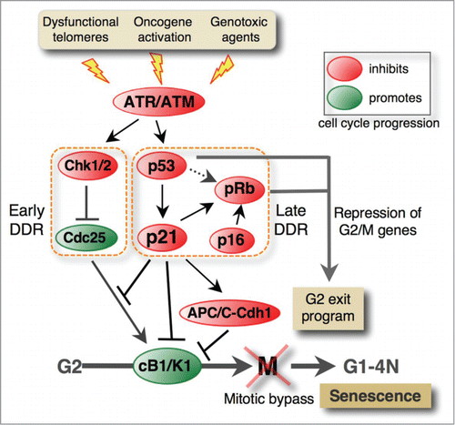 Figure 2. DNA damage response pathways involved in the G2 exit program leading to senescence. Pro-senescence stimuli activate the ATM/ATR DNA damage-signaling pathway, leading to stable G2 arrest that entails mitotic bypass (see also Fig. 3) and permanent cell cycle arrest in a tetraploid G1 phase. The early response involves Chk1/2-mediated inhibition of Cdc25 phosphatases, which promote mitosis by activating cyclin B1-Cdk1 complexes (cB1/K1). In p53-deficient cells, this pathway transiently blocks G2/M progression, but the p53/p21 pathway is required to stabilize G2 arrest. In addition to inhibiting cyclin B1-Cdk1 complexes, p21 mediates premature activation of APC/C-Cdh1, leading to degradation of cyclin B1 and other mitotic regulators. Like in G1 arrest, p21 also activates pRb by blocking Cdk-mediated pRb phosphorylation. Active pRb inhibits the expression of genes that control G2/M progression, leading to irreversible G2 arrest of the cell cycle. It is proposed that p53 might induce senescence independently of p21Citation93 through mechanisms that are not fully clear. Like in G1 arrest, p16 stabilizes senescence in G2 presumably by targeting pRb kinases. However, the pathways involved have not been elucidated.