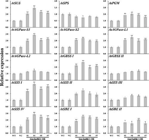 Figure 8. Transcript levels of starch biosynthesis genes in the leaves of WT and transgenic plants.