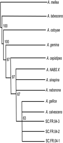 Fig. 2. Parsimony analysis of ITS sequences from a daylily isolate (GenBank accession number DQ469802), nine North American Armillaria species (A. calvescens, A. cepistipes, A. gallica, A. gemina, A. mellea, A. nabsnona, A. ostoyae, A. sinapina, A. tabescens; accession numbers AY213570, AY213561, AY213579, AY213565, AY213572, AY213582, AY213556, AJ250055, AY695409, respectively), and NABS X (AY848938). Numbers at tree branches are bootstrap support values for the branching nodes.