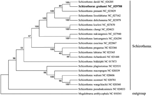 Figure 1. The phylogenetic tree was generated using the RAxML8.1.5. (PennsylvaniaState University, PA).