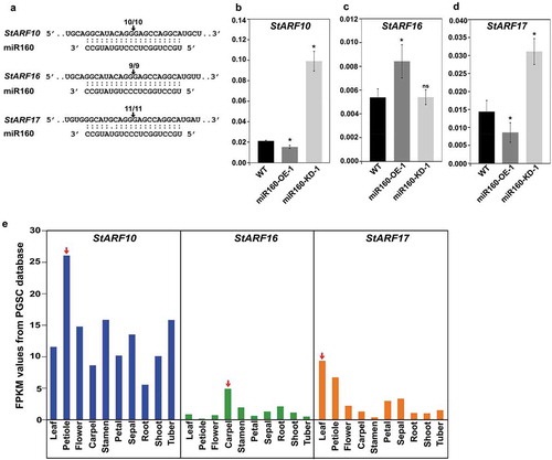 Figure 3. miR160 targets the class C auxin response factors (ARF) in potato. (a) Cleavage site mapping assay revealed that StARF10, StARF16 and StARF17 undergo miR160-guided cleavage. The arrow and the numbers indicate the site at which miR160 cleaves the ARFs and the frequency with which we were able to recover cleaved targets using RLM-RACE assay. (b-d) qRT-PCR-based expression analysis of StARF10 (b), StARF16 (c) and StARF17 (d) in the leaves of WT, miR160-OE-1 and miR160-KD-1 leaf samples. Bars indicate mean ± SD from four biological replicates. Statistically significant differences compared to WT samples were estimated using Student’s unpaired t-test (p < .05, two-tailed), ns indicates not significant. The expression analysis was performed twice with similar results. (e) The expression profile of StARF10, StARF16 and StARF17 transcripts across various tissue types as analyzed by the RNA-seq data set from the PGSC database. Red arrow indicates the tissue with the highest expression for each transcript.