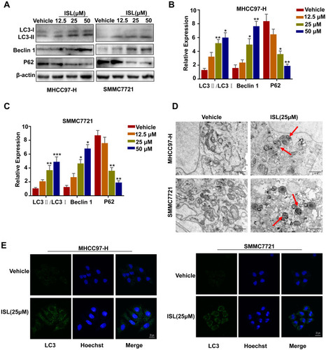 Figure 4 ISL induces autophagy in MHCC97-H, SMMC7721 cells. (A-C) Cells were dose-dependently exposed to ISL, then the autophagy-associated protein LC3-I/II, Beclin1, P62 were evaluated by Western blotting. β-Actin was used as an internal loading control. Densitometric values were quantified using the ImageJ software. The data are presented as means±S.D. of three independent experiments. *P < 0.05, **P < 0.01, ***P < 0.001 vs.Control. (D) Transmission electron microscopy after ISL treatment of MHCC97-H, SMMC7721 cells. Control group and ISL (25 μM) treated samples showing autophagosomes. Scale bar, 500 nm. (E) MHCC97-H, SMMC7721 cell samples were concurrently stained for LC3 followed by the addition of Alexa Fluor 488 and goat anti-rabbit IgG (shown in green). Cells were stained with DAPI to visualize the nuclei (shown in blue) and then assessed by confocal microscopy. Green dots in cells were counted by the ImageJ software (n=3, means±S.D.). Confocal micrographs were taken at × 40.