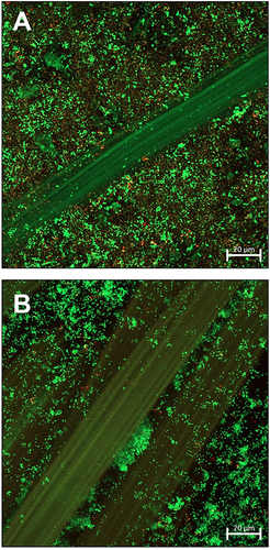Figure 2 T0 hour confocal laser scanning microscopy image of (A) ESBL P. aeruginosa and (B) CA-MRSA biofilm on N-A® gauze prior to application of test dressings. Bacteria were stained with BacLight® Live/Dead™ stain, which stains live bacteria green and dead bacteria red.