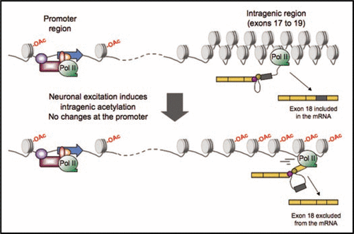 Figure 1 Model of neuronal excitation-induced regulation of alternative splicing for the NCAM exón 18. Intragenic histones located between exons 17 and 19 are basally hipo-acetylated, while chromatin adopts a closed structure (top). Upon depolarization with high extracelular KCl concentration, histone acetyaltion and chromatin relaxation is detected in this región (bottom). Concomitantly, RNA pol II processivity increases, a situation which is associated with alternative exon exclusion in co-transcriptional splicing since less time is available for recognition of the weak exon (exon 18, which is shown in dark gray). The transcriptional changes affect only elongation, since no changes are detected at the promoter región (marked with a blue arrow).