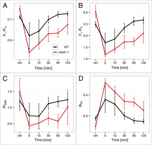 Figure 1. The effect of red excess light (EL) illumination on fluorescence transient (OJIP) parameters in WT and npq4–1 mutant: (A) Fv/Fm, (B) Fv/Fo, (C) PIABS, and (D) ΦDo. On the x-axis, “ctrl” is control (plants before treatment); “0” is plants just after EL treatment; “15,” “30,” “60,” and “120” are plants after 15, 30, 60, and 120 min EL treatment, respectively (n = 3–4).