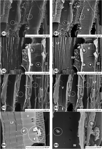 Figure 8. Presence of metal particles originating from the chipping process in the beech wood chips imaged by secondary (A1–A3) and BSE detectors (B1–B5). Scale bars = 100 μm (or 50 μm, exceptionally in exceptional cases B4, 20 μm in cases B5).