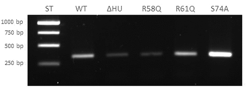 Figure 6. Semi-quantitative RT-PCR demonstrates decreased transcription level of pigR gene in FSC200/ΔHU and FSC200/HU_HA/R58Q. Expression of pigR in all tested strains was verified on transcription level using reverse transcription followed by PCR. Samples were analysed by gel electrophoresis. pigR showed significantly decreased expression in deletion mutant strain and FSC200/HU_HA/R58Q in contrast to WT. This result suggests HU protein participation in pigR regulation.
