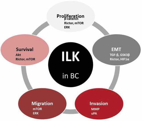 Figure 2. Diagram summarizing the role of ILK in relation to basic cancer properties in BC. The signaling molecules involved are also indicated.