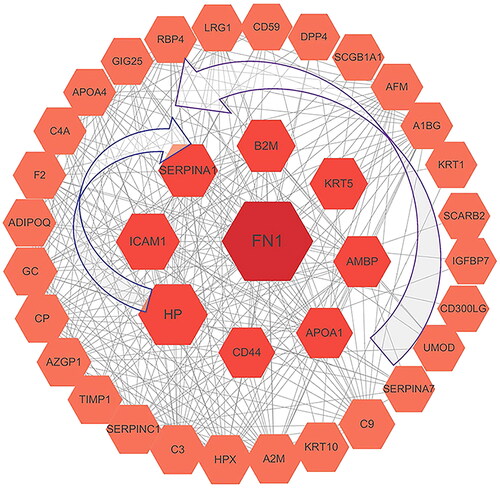 Figure 5. PPI network diagram of candidate biomarkers. Excluding four proteins without segment connections, the PPI network diagram includes 37 DEPs. At the outermost part of the concentric circle, the BC value that represents the centrality of a protein increases counterclockwise from SERPINA7, while decreasing clockwise from HP for the middle circle. The PPI enrichment p-value was lower than 1.0e−16 in STRING. The number of edges on a protein is proportional to its the connectivity with other proteins in the network. The BC was selected to represent the importance of differentially expressed proteins. The higher BC values correlate with stronger centrality of these proteins and consequently with more protein cross interactions through the relevant mediations. The size of the circle and the font size reflect the BC value, with bigger circles and fonts corresponding to higher betweenness values. BC: betweenness centrality
