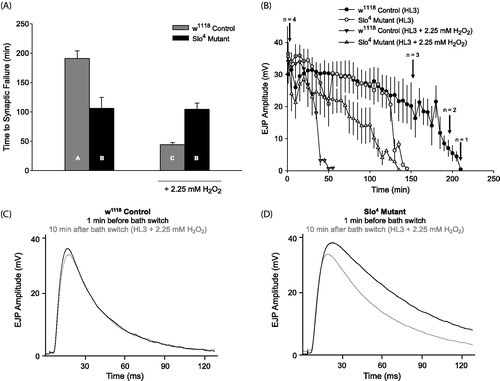 Figure 1. Genetic elimination of BK channels increases synaptic transmission tolerance to acute oxidative stress. (A) Average time to synaptic failure is prolonged in Slo4 mutants compared to w1118 control larvae during H2O2 exposure [one-way ANOVA, F(3, 16) = 17.76, p < .05]. Vertical bar chart is shown as mean ± SEM. Different letters on bar charts indicate statistical significance, whereas the same letter indicates a nonsignificant difference. (B) Average amplitude decline of evoked EJPs in w1118 controls and Slo4 mutants in the presence and absence of 2.25 mM H2O2 (n = 4–6 preparations per group). Black arrows indicate time to synaptic failure of individual w1118 control larval preparations in HL3 saline. Each data point is displayed as mean ± SEM. (C) Representative waveforms of evoked EJPs from w1118 control larvae 1 min before H2O2 exposure (black line) and 10 min after H2O2 exposure (gray line). (D) Representative waveforms of evoked EJPs from Slo4 mutant larvae 1 min before H2O2 exposure (black line) and 10 min after H2O2 exposure (gray line). H2O2 does not acutely affect characteristic EJP shape in both w1118 control and Slo4 mutant larvae.