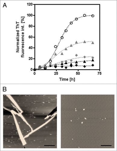 Figure 4 Inhibitory effect of PQQ on the fibril formation of mouse prion. (A) The time courses of amyloid fibril formation of mouse PrP as determined by ThT fluorescence assay analysis. No additive (4.1 µM rPrP) (white circles), +10 µM PQQ (gray triangles), +50 µM (gray diamonds), +100 µM (black triangles), +200 µM PQQ (black diamonds). The sigmoidal curve analysis was performed by PRISM (GraphPad Software). (B) In the AFM observation of PrP, it showed the typically fibrils, having a diameter of 10 nm and a length of 2∼3 µm (Left; 5 µM mouse PrP). However, there are small aggregates observed in the presence of PQQ (Right; 5 µM mouse PrP + 440 µM PQQ). Scale bars: 1 µm. All images are a height mode.