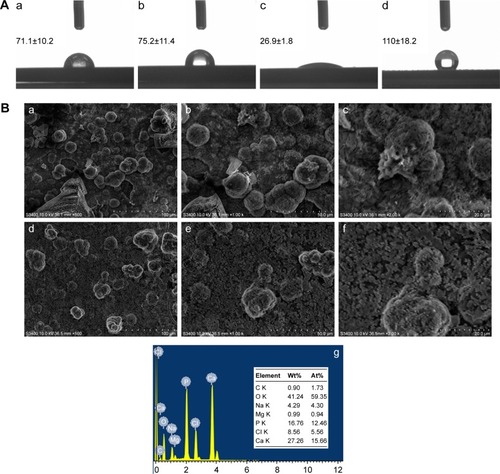 Figure 9 (A) Water droplet images and corresponding contact angle values of (a) Ti, (b) nanotube-formed Ti, (c) HA coating, and (d) FAgHA coating. (B) SEM images of the FAgHA coatings after immersion in SBF for 7 days (a–c) and 14 days (d–f); (g) EDS elemental spectrum of the FAgHA coating after immersion in SBF for 14 days.Abbreviations: HA, hydroxyapatite; SEM, scanning electron microscope; EDS, energy-dispersive X-ray spectroscopy; SBF, simulated body fluid; FAgHA, F-and-Ag-substituted HA.