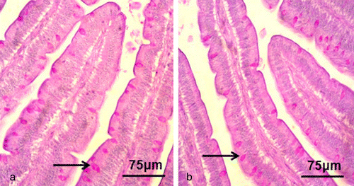Figure 3. Intestinal villus from a control chicken (3a) and NDV-infected chicken (3b). Fewer goblet cells (arrows) were observed in the NDV-infected bird. Haematoxylin and eosin stain. Scale bar: 75 μm.