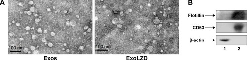 Figure 1 Characterization of Exos.Notes: Exos were collected from conditioned media of RAW 264.7 macrophages and loaded with LZD. (A) The morphologies of Exos and ExoLZD were examined by TEM. Scale bars: 100 nm. (B) Significant amounts of Exos-associated proteins (CD63 and flotillin) were detected in Exos (lane 2) but not in cells (lane 1). In the Western blot analyses, each lane was loaded with 30 µg of protein.Abbreviations: Exos, exosomes; ExoLZD, exosome-entrapped linezolid; LZD, linezolid; TEM, transmission electron microscopy.