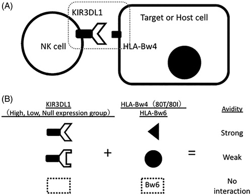 Figure 5. (A) Allelic combination of KIR3DL1 and HLA-Bw4 determines their interaction avidity and subsequently the magnitude of NK cell cytotoxicity against target cells. (B) Depending on the matching status of KIR3DL1 alleles and HLA-Bw4/Bw6, their avidity is defined strong, weak, or no.