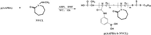 Scheme 3 Synthesis of p(AAPBA-b-NVCL).