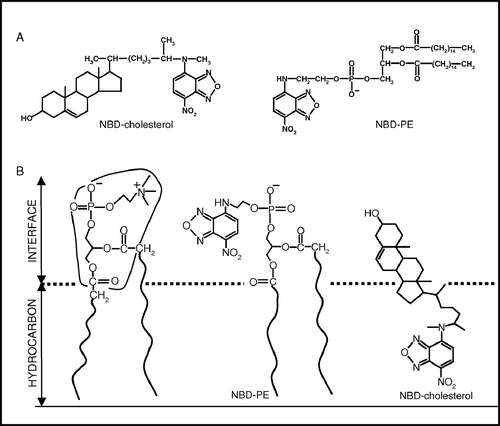 Figure 1.  The top panel (a) shows the chemical structures of NBD-cholesterol and NBD-PE. The lower panel (b) is a schematic representation of half of the membrane bilayer showing the localizations of the NBD groups of NBD-PE and NBD-cholesterol in phosphatidylcholine membranes. The horizontal line at the bottom indicates the center of the bilayer. Adapted and modified from reference 17.