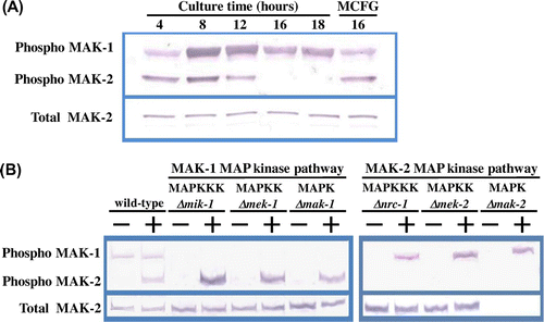 Fig. 2. Phosphorylation of MAK-1 and MAK-2 MAPKs is induced by micafungin.