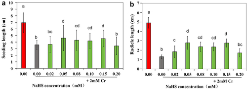 Figure 4. Effects of exogenous H2S on seedling length (a) and radicle length (b) of alfalfa plants treated with 2 mM Cr(III) for 5 days after seed planting. The x-axis represents each treatment group. The different lowercase letters above the columns indicate significant differences among the treatments (p < 0.05), as indicated below.