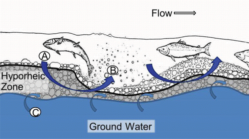 Figure 23. The post-spawn incubation environment according to the conceptual model of Geist and Dauble (Citation1998) including downwelling (A) and upwelling (B) of surface water (i.e., river water), and ground water inflow (C). Not drawn to scale. The figure of the fish digging the redd was adapted from Burner (Citation1951) with permission of the National Oceanic and Atmospheric Administration. The font was changed and color added.