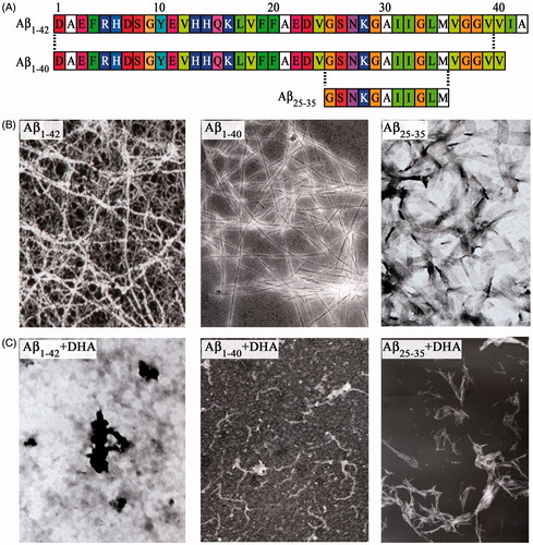 Figure 11. (A) Primary sequence of Aβ1–42, Aβ1–40 and Aβ25–35. (B) Transmission electron micrographs (TEM) of Aβ1–42, Aβ1–40 and Aβ25–35 fibers. (C) Effect of DHA (20 μM) on the in vitro fibrillation of Aβ1–42, Aβ1–40 and Aβ25–35. DHA significantly decreased the amount of fibers, including oligomers (data not shown).