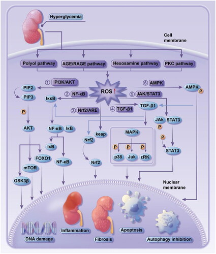Figure 1. oxidative stress in pathogenesis of diabetic kidney disease.