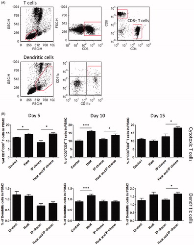 Figure 3. Effect of hyperthermia on the proportional variation in cell-mediated immunity. (A) Gating strategies of flow cytometry analysis for cytotoxic T cells and dendritic cells in mice. (B) Proportion of cytotoxic T cells and dendritic cells in peripheral blood. Hyperthermia increased the proportion of cytotoxic T cells initially and to 15 days after HIPEC. Dendritic cell increase was delayed to 10 days after HIPEC. Results are presented as means ± standard error (n = 5 in each group). *p < .05, ***p < .001