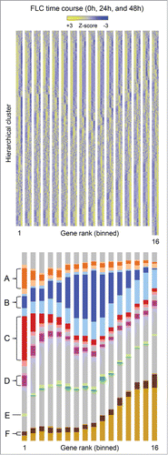 Figure 2. Clustering analysis. (Top) Heat map of microarray results comparing RB1-deficient FLC in culture to controls. The results show the expression patterns of genes in control cells cultured for 0 hours (5 lanes), 24 hours (4 lanes), and 48 hours (3 lanes). Z-scores are gene normalized over the time course, using only the control samples. The data is divided into 16 bins. The genes are binned according to their regulation by RB1, employing the S2N metric (combining all time points), with those most derepressed in the absence of RB1 in bin 1 and those most repressed in bin 16. There are 1,000 unique genes per bin, except for bin 16, which has 1,047 genes. See supplemental file S1 for greater detail. (Bottom) Color coding and labeling of the major expression pattern clusters.