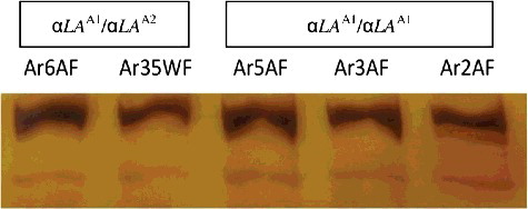 Figure 2. SSCP gel patterns of 268 bp fragments of caprine LALBA gene from native Saudi breeds. Lane 1 (Ar6AF) and Lane 2 (Ar35WF) represent the heterozygous variant (αLA A1/αLA A2); Lane 3 (Ar5AF), Lane 4 (Ar3AF) and Lane 5 (Ar2AF) characterize the homozygous genotype (αLA A1/αLA A1).