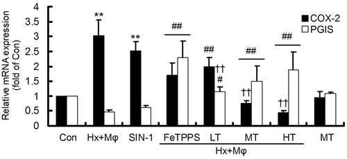 Figure 4. Gene expression of COX-2 and PGIS in treated HCMECs. **p < 0.01, versus Con group; ##p < 0.01 or #p < 0.05, versus Hx + Mϕ group; ††p < 0.01, versus Hx + Mϕ + FeTPPS group. The data were repeated three times and represented as mean ± SD. Con, control; Hx + Mϕ, hypoxia plus macrophage co-culture; LT, low dose TXL; MT, middle dose TXL; HT, high dose TXL.