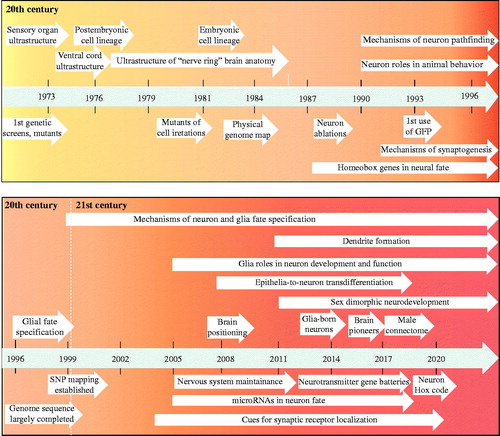 Figure 1. Timeline of some milestones in research of C. elegans neurodevelopment. This timeline presents a variety of milestones in the research of neurodevelopment, in cellular, genetic, genomic and mechanistic aspects. As all milestones of a research field cannot be presented, here I highlight early works that solidified different research directions. For details and citations of the events mentioned, see in text.