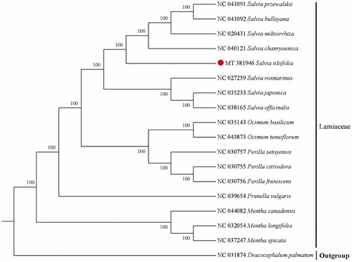 Figure 1. Neighbor-joining (NJ) tree based on the cp genome of 16 species of Lamiaceae with Dracocephalum palmatum as outgroup.