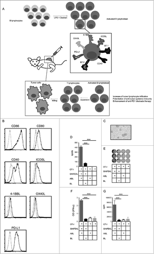 Figure 6. Evolution of T cell resistance in the course of combinatorial BRAFi/MEKi treatment. Activation of autologous bulk CD8+ T cells by BRAFi/MEKi-treated (3, 7, 14, 21 d) or BRAFi/MEKi-resistant (Res) Ma-Mel-86c (A) and Ma-Mel-63a cells (B) was determined by intracellular IFNγ staining. Results are shown as fold change of IFNγ+ CD8+ T cells stimulated by BRAFi/MEKi-treated tumor cells relative to corresponding untreated tumor cells (n = 3). *, p < 0.05, BRAFi/MEKi vs ctrl. (C, D) Expression of pERK, ERK, Tyrosinase, Melan-A, and MITF in BRAFi/MEKi-treated or -untreated Ma-Mel-86c (C) and Ma-Mel-63a (D) cells was determined by Western blot. GAPDH served as loading control. Representative data from one of at least three independent experiments.