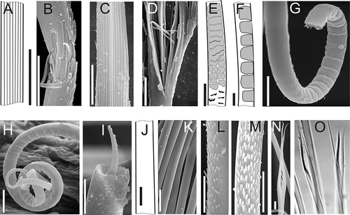 Figure 1. Structure of neptyid chaetae. A–D, internal structure of postacicular chaetae: A, basal part of chaeta (A. malmgreni); B, broken serrate chaeta (N. hombergii); C,D, ruptured spinose chaeta with ‘combs’ (N. ciliata); E, basal part of barred chaeta (N. paradoxa); F, median part of barred chaeta (A. malmgreni); G, basal part of barred chaeta (N. ciliata); H, distal part of barred chaeta (N. ciliata); I, internal structure of broken barred chaeta (N. sp. nov); J, capillary chaeta (A. malmgreni); K, capillary chaeta (A. malmgreni); L,M, chaeta with tiny spines (apparently smooth using LM): L, N. cirrosa, M, N. assimilis; N, lyrate chaeta (A. dibranchis); O, lyrate chaeta (M. oculifera, LM) . Scale bars: all 10 μm. A,E,F and J drawn using LM; others SEM (except O).