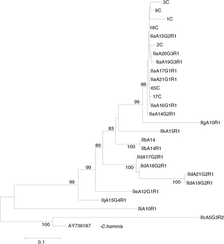 Fig. 2.  Phylogenetic analysis of Cryptosporidium parvum gp60 sequence data using neighbour-joining analysis. Sequences from the present study (3C, 9C, 1C, 18C, 2C, 65C and 17C) as well as reference sequences representing C. parvum sub-genotypes (acquired from GenBank) are indicated. Evolutionary distances were computed using the Kimura 2-parameter method. Bootstrap values>75% from 1,000 replicates are shown.