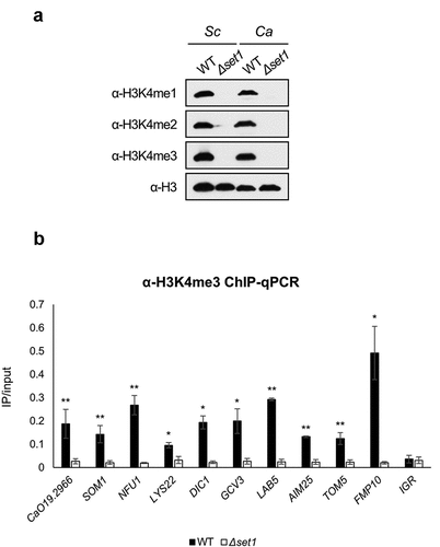 Figure 3. H3K4me3 is enriched in 5ʹ ORF of Set1-regulated genes. A, Western blot analysis of H3K4 methylation in S. cerevisiae (Sc) and C. albicans (Ca). FM391 is used as a WT control for S. cerevisiae Δset1. Set1 is the sole methyltransferase in C. albicans. Histone H3 is used as a loading control. B, H3K4me3 ChIP followed by qPCR was performed in WT and Δset1. The 5ʹ end sequences of Set1-regulated genes related to mitochondria were used as amplicon. Intergenic region (IGR) is used as a negative control. All ChIP analyses were performed in two independent biological replicates and qPCR was performed in triplicated. *p < 0.05 and **P < 0.01