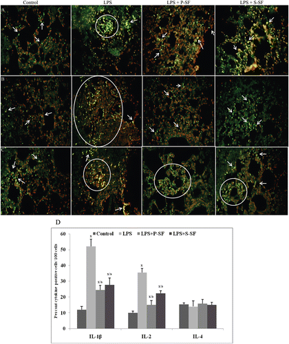 Figure 1.  Photomicrographs of (A) IL-1β, (B) IL-2, and (C) IL-4 expression in lung tissue sections when analyzed using immunofluorescence. FITC-conjugated secondary antibodies were used and tissues were counterstained with propidium iodide (PI). Figure is a representive photo-array from among four rats/treatment group. Arrows indicate cell positive for the indicated cytokine. Circles/ovals are also used to indicate cluster of positive cells. (D) Quantitative analysis of cytokine(s) positive cells. 100 cells were counted in each of four different slides from each group and the percentage of positive cells was calculated. Values marked with the x or a were statistically different from the control group or LPS-only group, respectively (p < 0.001).