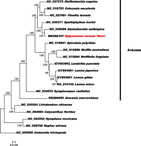 Figure 1. Phylogenetic tree inferred by Maximum Likelihood (ML) method based on the complete chloroplast genome of 20 representative species. Amborella trichopoda was used as an outgroup. A total of 1000 bootstrap replicates were computed and the bootstrap support values are shown at the branches.