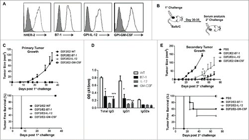 Figure 1. ISM expression completely abolishes the tumorigenicity of D2F2/E2 cells and induce partial protective immune responses following secondary tumor challenge. (A) Surface expression of HER-2 and B7-1, GPI-IL-12, GPI-GM-CSF on D2F2/E2 cells, Gray histogram (isotype control). (B) Mice were directly challenged with 2 × 105 live D2F2/E2 wild-type (WT) cells or live cells adjuvanted with B7-1, GPI-IL-12 or GPI-GM-CSF. (C) Primary tumor growth curve and tumor free survival is shown (D) Serum collected prior to secondary challenge was diluted (1:250) and used to assess for HER-2 specific IgG antibodies using WT cells by a cell ELISA as described in Materials and Methods. (E) Tumor-free mice were subjected to a secondary challenge 5 weeks after primary challenge with 2 × 105 live WT cells on the contralateral flank. Tumor growth and tumor free survival was monitored. Mean ± SEM is plotted. Representative data from 2 individual experiments (n=5 per group) is shown. Significance relative to WT, *p < 0.05, **p < 0.01, ***p < 0.001, **** p < 0.0001