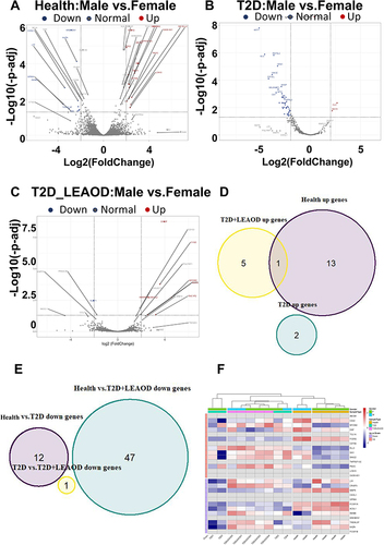 Figure 4 Sexual dimorphism gene expression profiles of T2D and LEAOD. (A–C). The volcano plots showed the differentially expressed proteins in PBMCs samples between female vs male in Health (A), T2D (B), and T2D + LEAOD (C) separately. Cutoff: Fold change > 2, p < 0.05. (D–E). Venn diagrams exhibited the overlap up- and down- regulated differentially expressed gene numbers in female vs male of normal, T2D, and T2D + LEAOD. (F). Heatmap plot showed the top 20 up- and down- regulated differentially expressed genes (female vs male) according to log2 (counts). Type 2 diabetes (T2D), lower extremity arteriosclerosis occlusion (LEAOD), peripheral blood mononuclear cells (PBMCs).