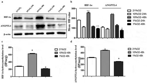 Figure 5. Hypoxia leads to aberrant expression of ANGPTL4 and HIF-1α, positively correlated with their aberrant hydroxymethylation levels in promoter regions. (a, b) Western blot results showed the protein levels of HIF-1α and ANGPTL4 under normoxic conditions with 21%O2 and under hypoxic conditions with 10% and 1% O2 for 24 hours and 48 hours. Expression of HIF-1α and ANGPTL4 both highly expressed in 10%O2-48 hours and reduced expressed in 1%O2-48 hours. (c, d) The 5hmC levels in the promoters of HIF-1α and ANGPTL4 under normoxic and hypoxic conditions were detected by hMeDIP-qPCR. The percentage of the input is shown as indicated. The results showed that the 5hmC enrichment of HIF-1α and ANGPTL4 increased in 10%O2-48 hours and reduced in 1%O2-48 hours. (*p < 0.05, **p < 0.01).