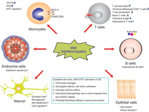 Figure 3 Biological implications and potential mechanisms of mild interferonopathy in DS. Interferons have pleiotropic effects on multiple organs and different effects on different cell types. IFN can drive T-cell activation and differentiation which is considered to be the third signal for T-cell development, in addition to the TCR and the costimulatory receptor. The tissue and temporal effects of interferonopathy in DS remain to be explored.